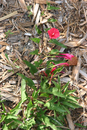 Ipomoea microdactyla