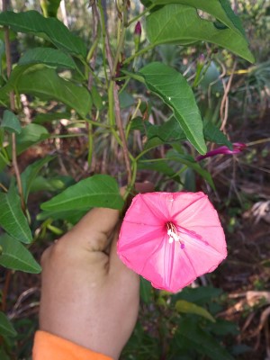 Ipomoea microdactyla