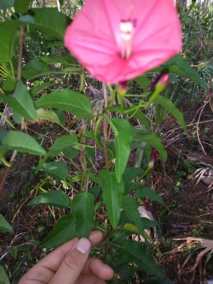 Ipomoea microdactyla