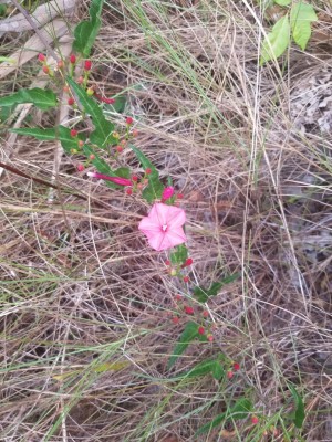 Ipomoea microdactyla