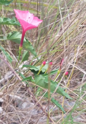 Ipomoea microdactyla