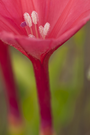 Ipomoea microdactyla