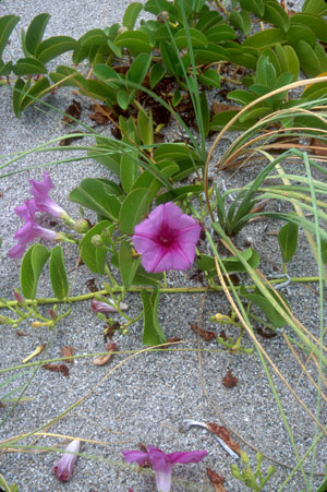 Ipomoea pes-caprae