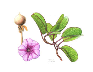 Ipomoea pes-caprae