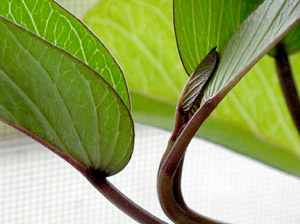 Ipomoea pes-caprae