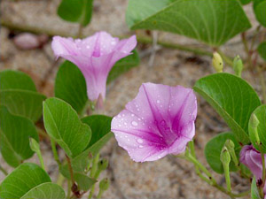 Ipomoea pes-caprae