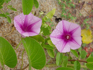 Ipomoea pes-caprae