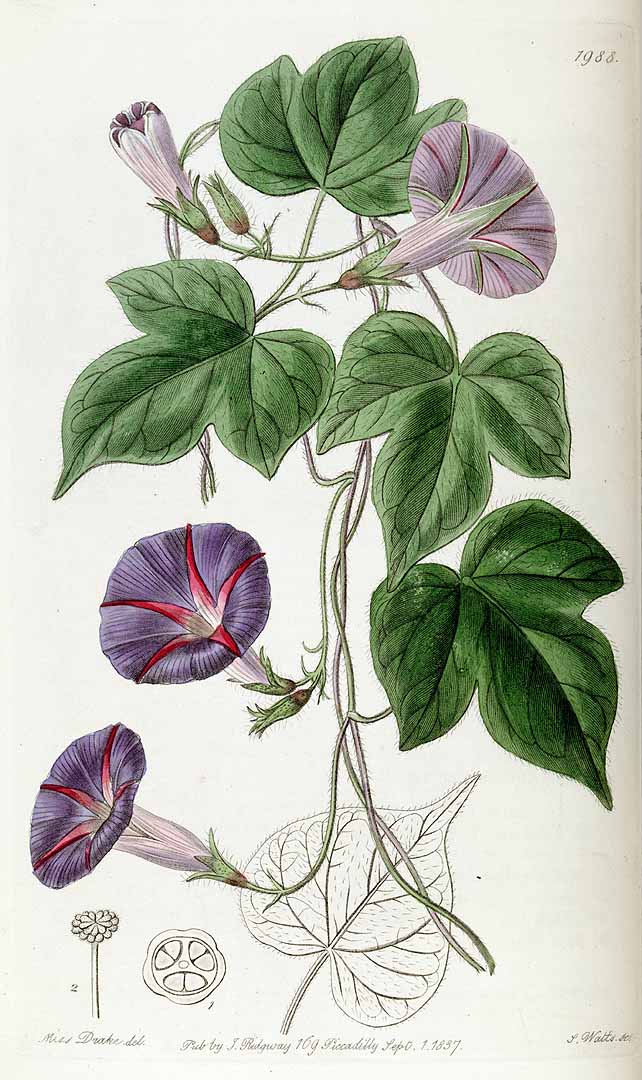 Ipomoea purpurea