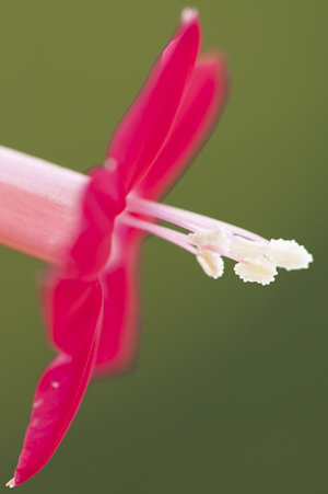 Ipomoea quamoclit