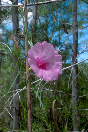 Ipomoea sagittata