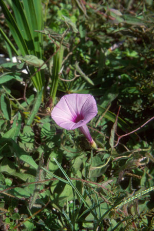 Ipomoea sagittata