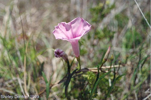 Ipomoea sagittata