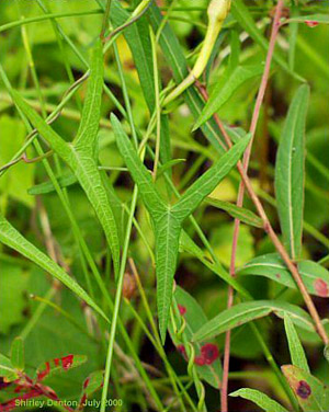 Ipomoea sagittata