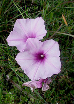 Ipomoea sagittata