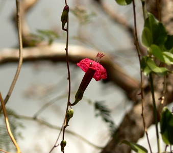 Ipomoea steudelii