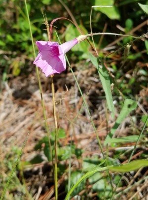 Ipomoea tenuissima