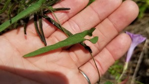 Ipomoea tenuissima