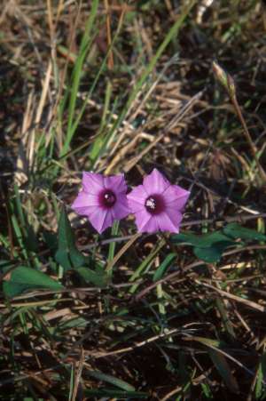 Ipomoea triloba