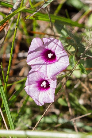 Ipomoea triloba