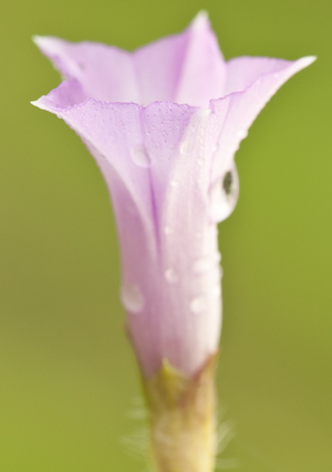 Ipomoea triloba