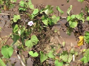 Ipomoea triloba