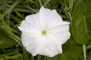 Ipomoea violacea