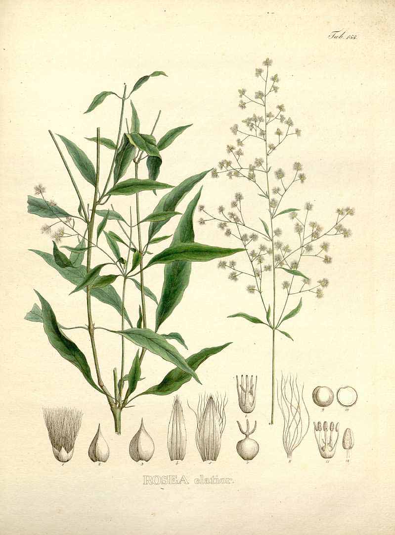 Iresine angustifolia