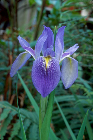 Iris savannarum