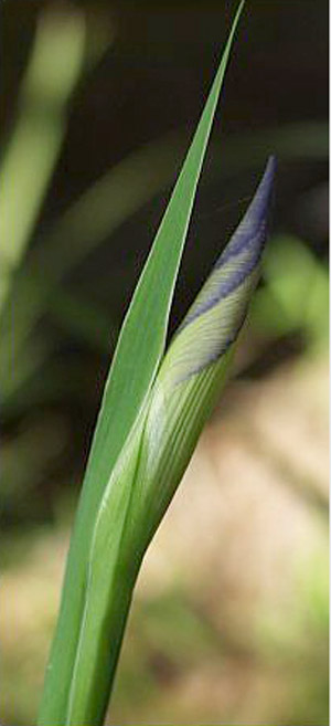 Iris savannarum