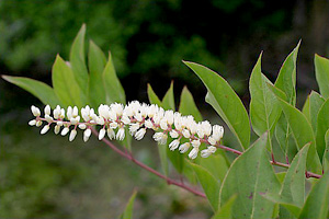 Itea virginica