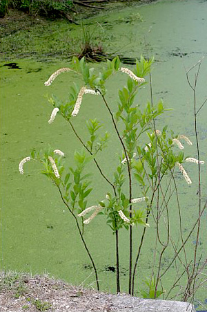 Itea virginica