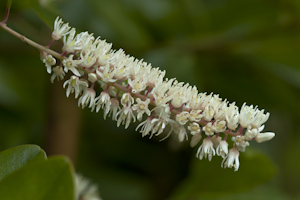 Itea virginica