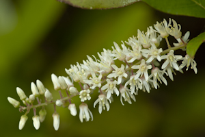 Itea virginica