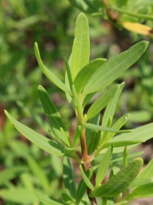 Iva cheiranthifolia
