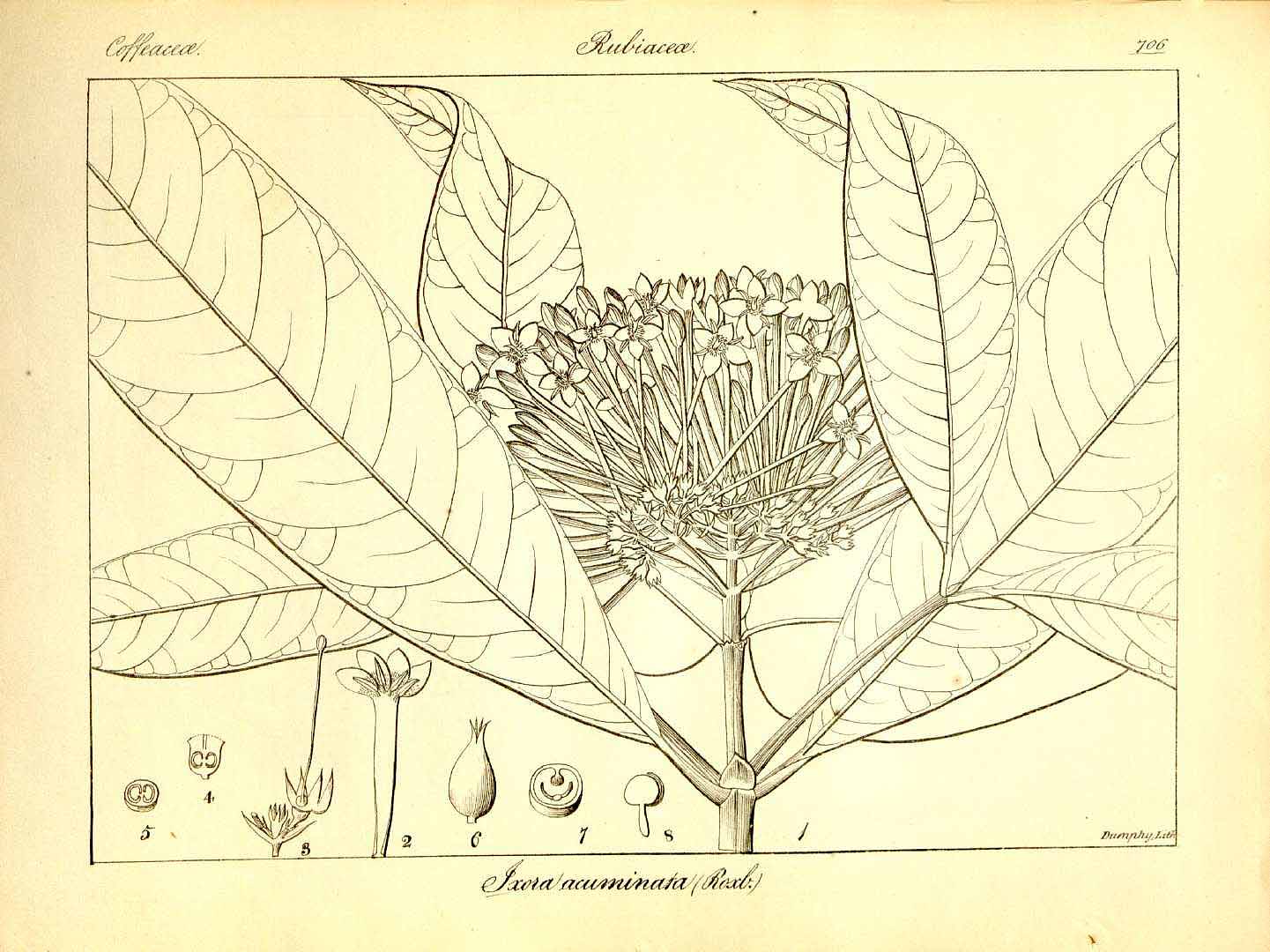 Ixora acuminata