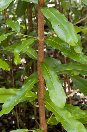 Ixora pavetta