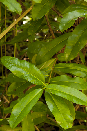 Ixora pavetta