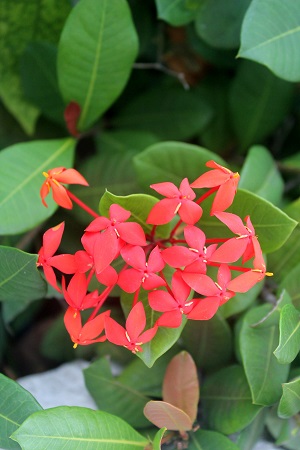 Ixora coccinea