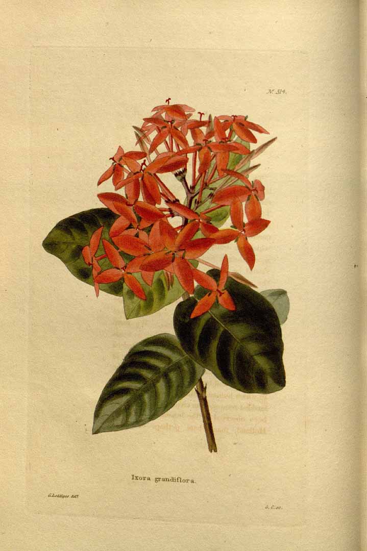 Ixora coccinea