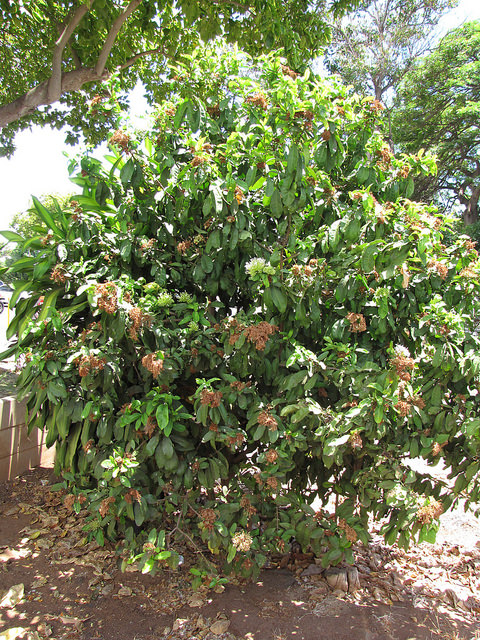 Ixora finlaysoniana