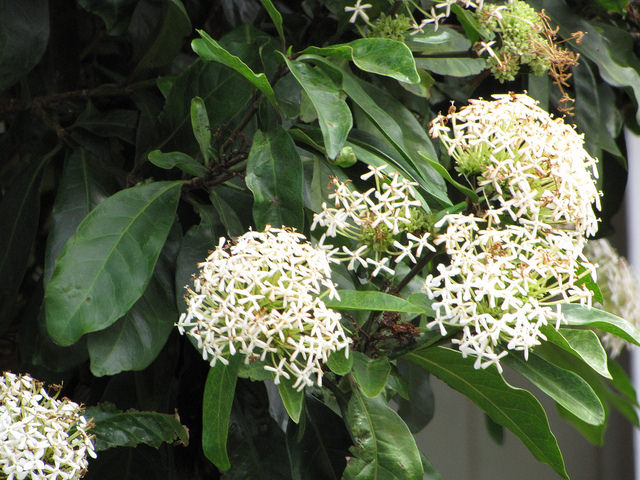 Ixora finlaysoniana