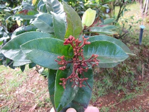 Ixora macrothyrsa