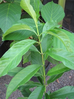 Ixora macrothyrsa