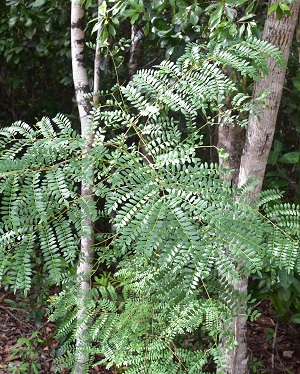 Jacaranda caerulea