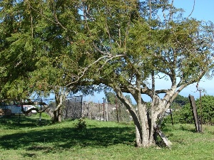 Jacaranda mimosifolia