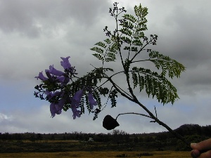 Jacaranda mimosifolia