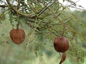 Jacaranda mimosifolia