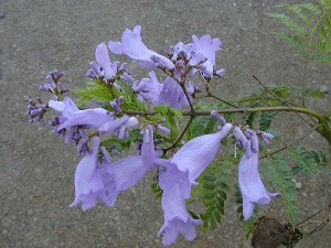 Jacaranda mimosifolia