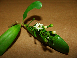 Jacquinia arborea