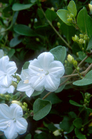 Jacquemontia curtisii